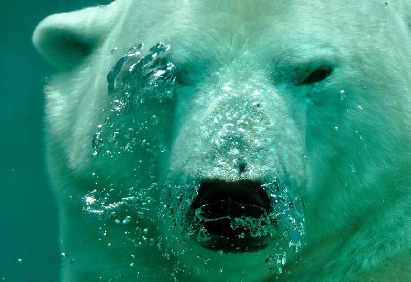 Polar Bear in Arctic