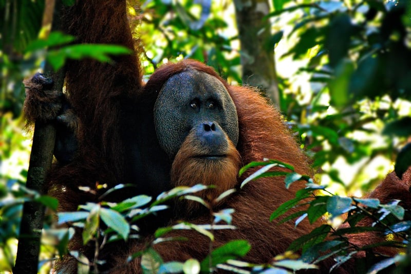Orangutan in Jungle